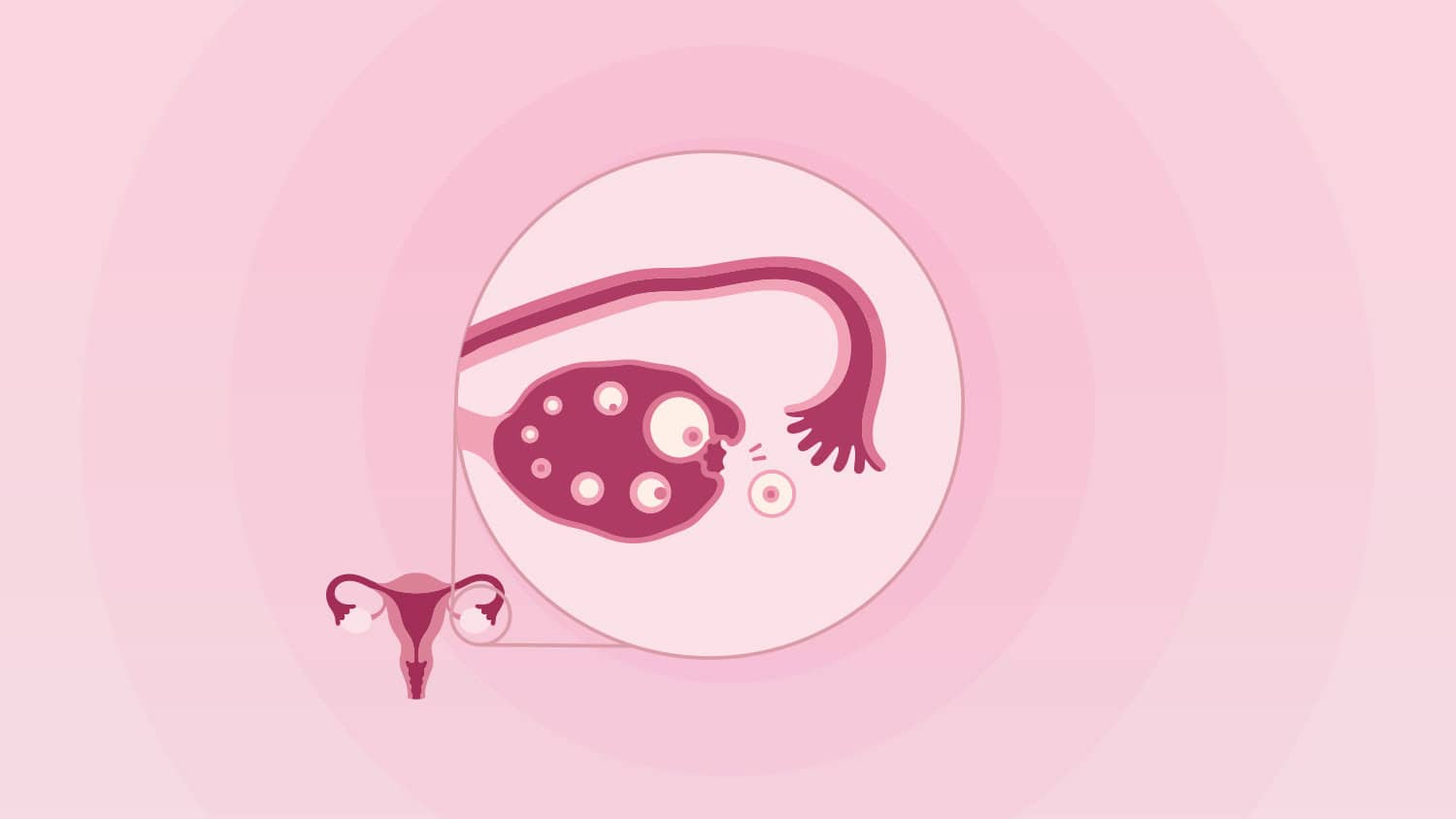 When Does Ovulation Occur? Signs and Fertile Window